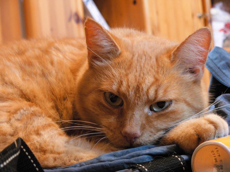DSCN4789.JPG - mein suesser kleiner kater will nicht dass ich weggeh, kuschelt sich auf meine tasche und schaut ganz traurig (JA, katzen KOENNEN definitiv traurig schauen, ganz egal was andere leute sagen!!!)